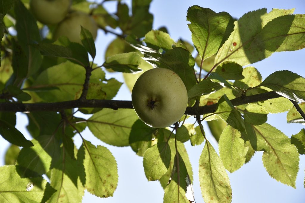 greener, nature, apple, garden, apple garden, green, apple tree